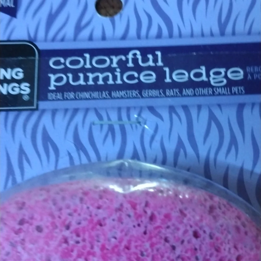 All living things small Animal colorful pumice ledge